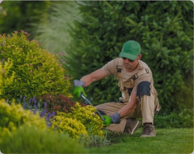Professional gardener caring for hedges and shrubs
